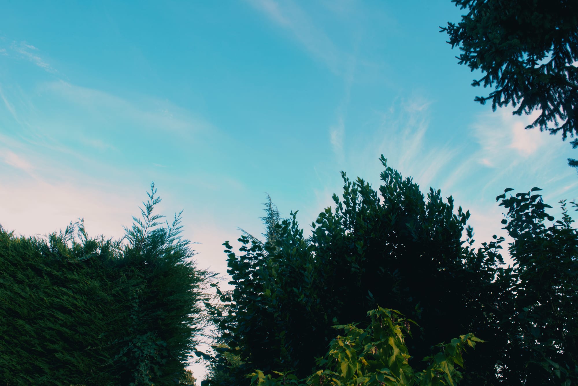 Treetops against a soft blue sky, a place worth keeping